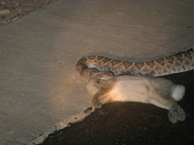 snake1